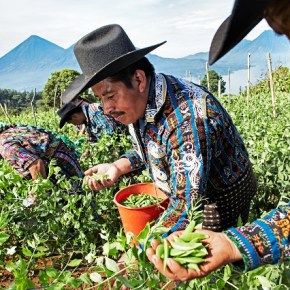 Vegetales Mayas para el&nbsp;mundo
