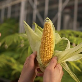 No más transgénicos en Irlanda del&nbsp;Norte