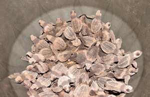 se liberan más de medio millón de neonatos de tortugas parlamas