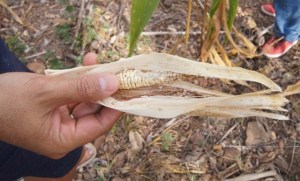 Guatemala ha perdido entre 250 y 300 millones de toneladas métricas de suelo fértil.