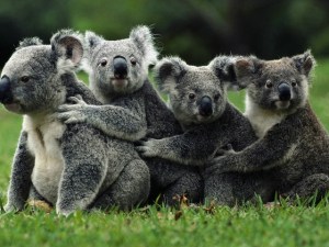 El número de koalas varía entre varios centenares de miles a unos 40 mil en estado salvaje.