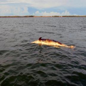 Delfines, tortugas y lobos marinos&nbsp;muertos