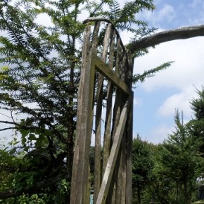 Compre un Pinabete para esta&nbsp;Navidad