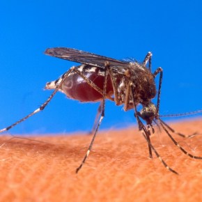 Primer caso del virus Zika en&nbsp;Guatemala