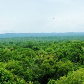 Guatemala podría obtener hasta US$100 millones por reducción de&nbsp;emisiones