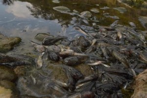muerte de peces santa rosa