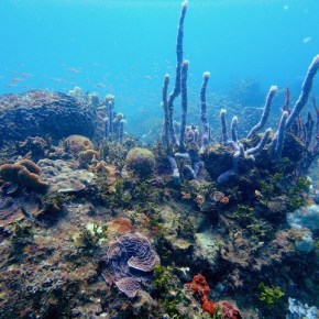 10 de Marzo de 2016 – Día Internacional del Arrecife&nbsp;Mesoamericano