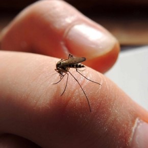 Controlar los mosquitos para detener el&nbsp;Zika
