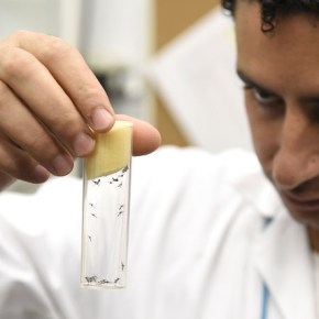 Esterilizan con radiación a mosquitos&nbsp;machos