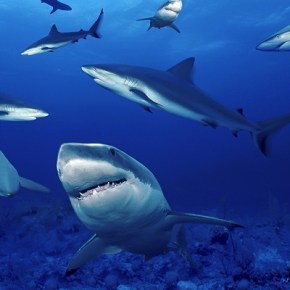 Conservarán tiburones y&nbsp;rayas