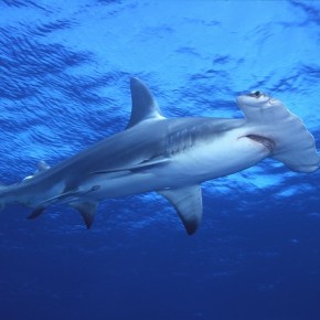 Tiburones sedoso y martillo a&nbsp;investigación