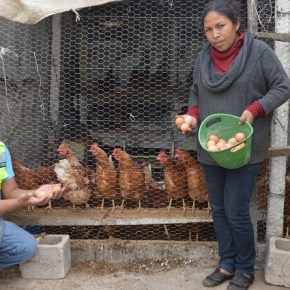 Gallinas ponedoras, un proyecto de Granjas&nbsp;Sostenibles