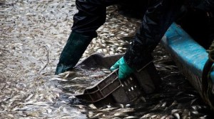 Expertos-estudian-varamiento-sardinas-Chile_908919334_11045515_667x375