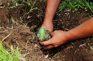 PAG. 11 TEMA CENTRAL 6