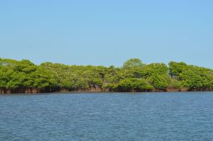 ecosistema manglar