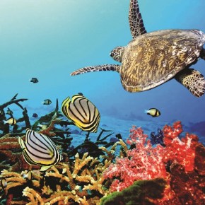 Una nueva esperanza para los arrecifes de&nbsp;coral