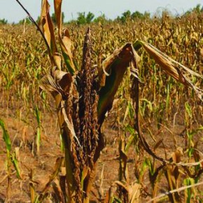 FAO aborda crisis de la sequía en&nbsp;Centroamérica