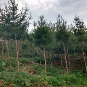 Reforestadora Industrial, S.A. 40 años cuidando los&nbsp;bosques