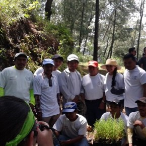 Organización plantemos mil árboles siembra&nbsp;3,000