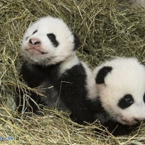 Zoológico de Viena pone nombre a sus pandas&nbsp;mellizos