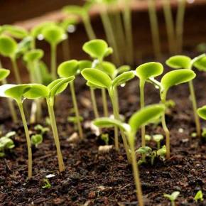 El Día Mundial del Suelo y las&nbsp;legumbres