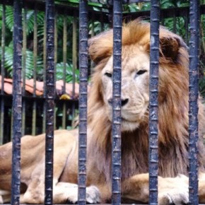 León Kivú llegó al Zoo&nbsp;Ave