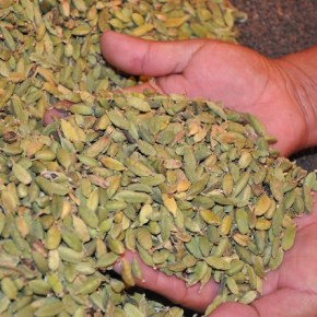 “El buen cardamomo se da bajo la&nbsp;sombra”