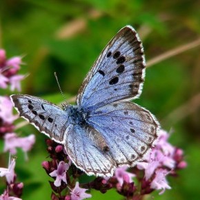 Británico, culpable de matar dos&nbsp;mariposas
