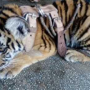 Dos tigres siberianos rondaban en&nbsp;Suchitepéquez