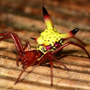 ¿Por qué esta araña se parece a la cabeza de&nbsp;Pikachu?