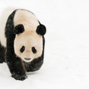 Pavan Sukhdev, nuevo presidente de&nbsp;WWF