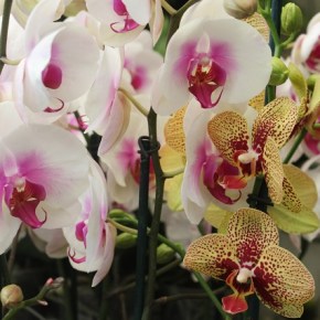 El 1 de febrero inicia la exposición nacional de&nbsp;orquídeas