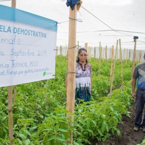 Proyecto de soluciones innovadoras para cadenas de valor&nbsp;agrícola