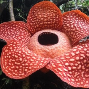 La flor más grande está en&nbsp;Indonesia