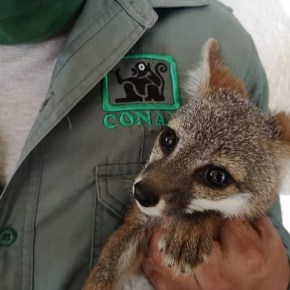 El CONAP rescata 123 especies de fauna silvestre durante el&nbsp;confinamiento