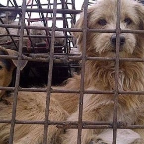 China prohíbe criar perros para&nbsp;consumo