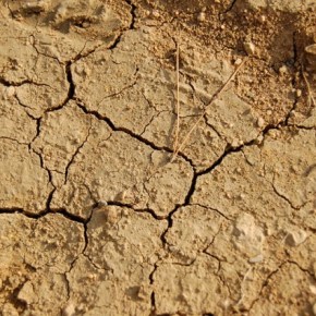 70 por ciento de la tierra firme en el mundo está en proceso de&nbsp;degradación