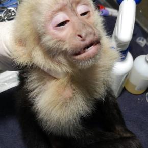 Rescatan a dos monos capuchino en Ciudad San&nbsp;Cristóbal