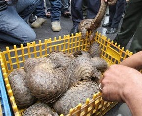 El pangolín ya no es ingrediente de remedios en&nbsp;China