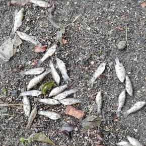 Muerte de peces en el Lago de&nbsp;Amatitlán