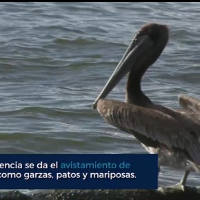 La biodiversidad en el Lago de&nbsp;Amatitlán