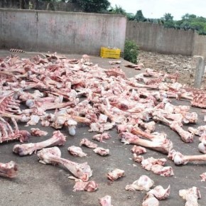 Cierran botadero ilegal de desechos de ganado&nbsp;vacuno