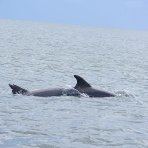 Cada dos minutos un delfín, una marsopa o una ballena&nbsp;muere