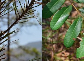 Recomendaciones del INAB por plaga de&nbsp;langosta