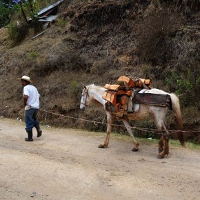 Consumo de madera y leña en&nbsp;Guatemala