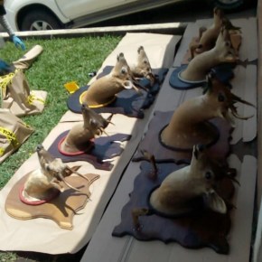 Decomisan 12 cabezas de venado cola&nbsp;blanca