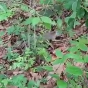 CONAP libera un zorro&nbsp;gris