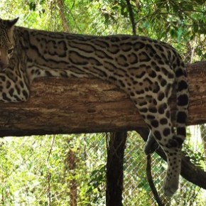 ARCAS y CONAP liberarán en Petén 70 animales&nbsp;rescatados