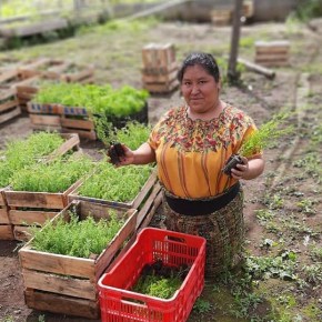 Reforestando Atitlán, para un futuro&nbsp;verde