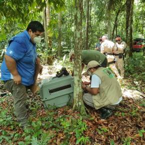 Fauna silvestre queda en&nbsp;libertad